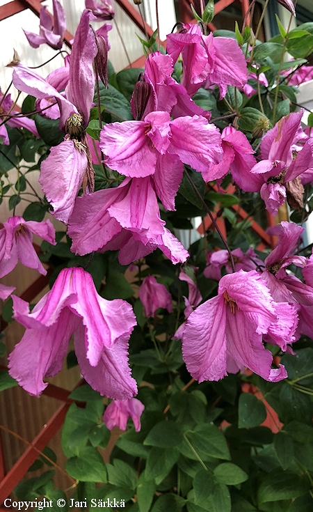 Clematis Integrifolia Aljonushka